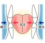 歯列にはいろいろな圧力がかかっています