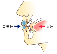 歯列にはいろいろな圧力がかかっています